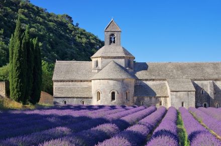 Senanque Abbey and lavender field